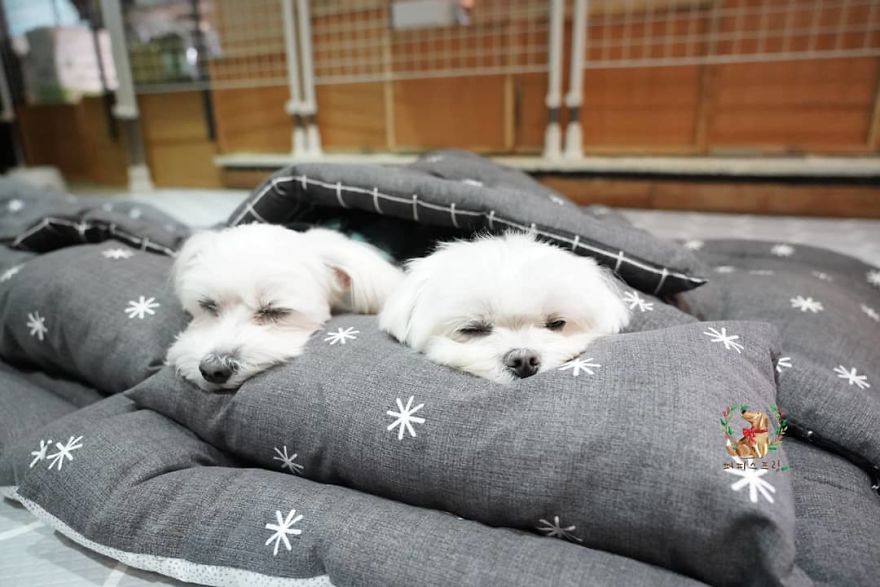 Photos Of Sleeping Pups In A Puppy Daycare Center Are Taking Over The Internet (24 Pics) Photos Of Sleeping Pups In A Puppy Daycare Center Are Taking Over The Internet (24 Pics)