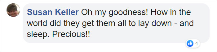 Photos Of Sleeping Pups In A Puppy Daycare Center Are Taking Over The Internet (24 Pics) Photos Of Sleeping Pups In A Puppy Daycare Center Are Taking Over The Internet (24 Pics)