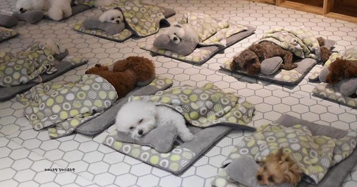 Photos Of Sleeping Pups In A Puppy Daycare Center Are Taking Over The Internet (24 Pics)