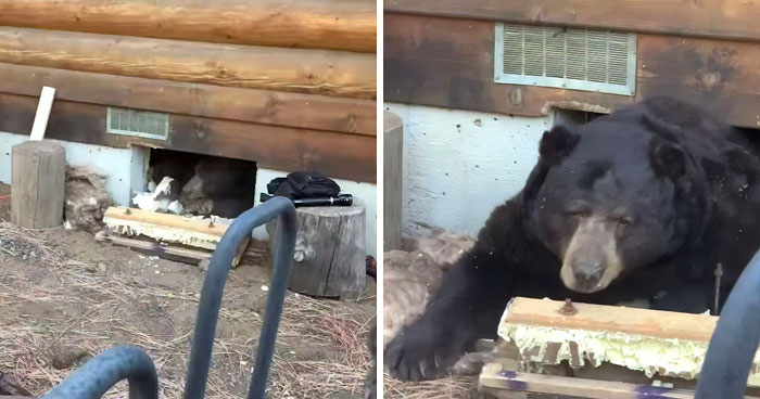 This Family Was Shocked To Find That A Giant Bear Has Moved In Under Their House