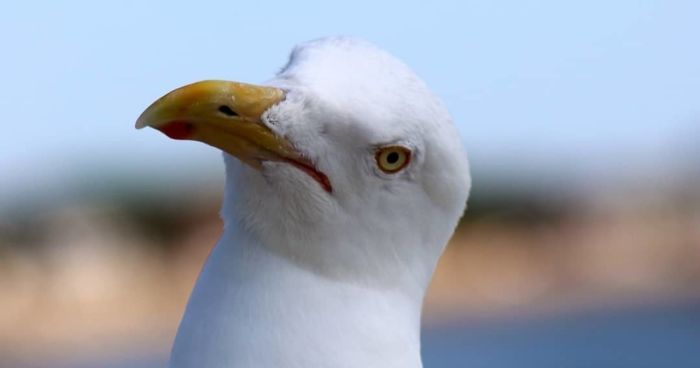 “Why Do You Hate Me So Much?”: A Seagull’s Rant