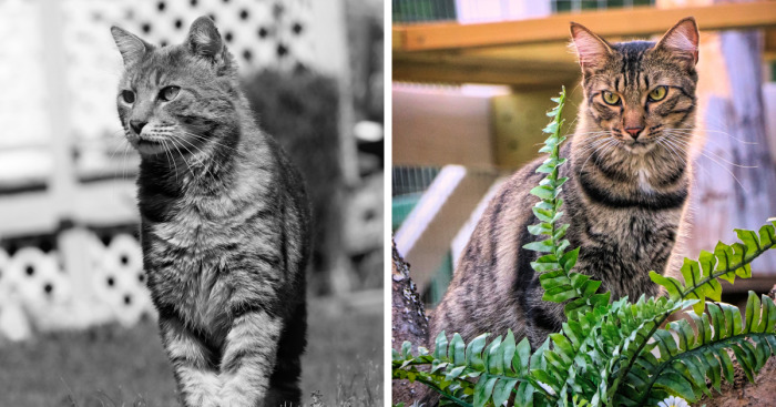 We Created A Sanctuary For Abandoned And Stray Cats Called “Catville”