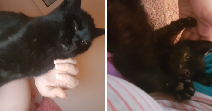 Why Does My Cat Hate Me?