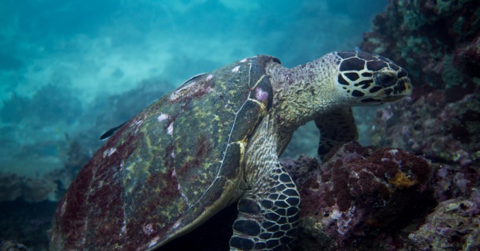 I Spent Hours Scuba Diving Photographing The Endangered Hawksbill Sea Turtles