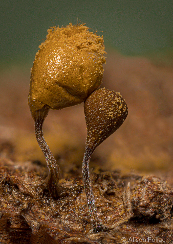 Hemitrichia Calyculata (Point Reyes)