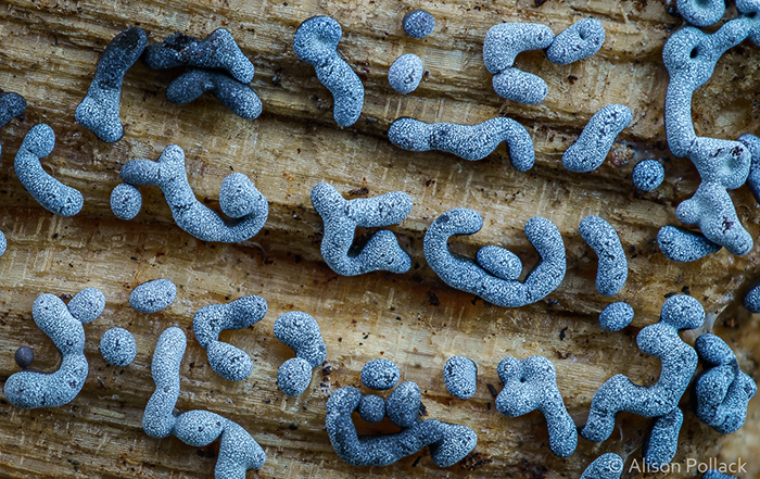 Physarum (Redwood Regional Park)