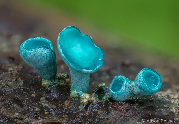 Chlorociboria Aeruginascens (Giacomini Preserve)