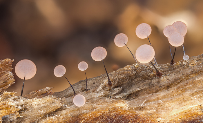 Photographer Takes Extreme Macro Photos To Show How Mesmerizing Mushrooms Can Be
