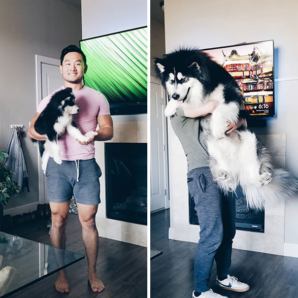 From A Small Floof To A Big Floof In Just 9 Months