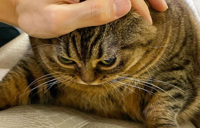 This Chunky Cat Named Manggo Will Steal Your Heart With Her Hilarious Expressions