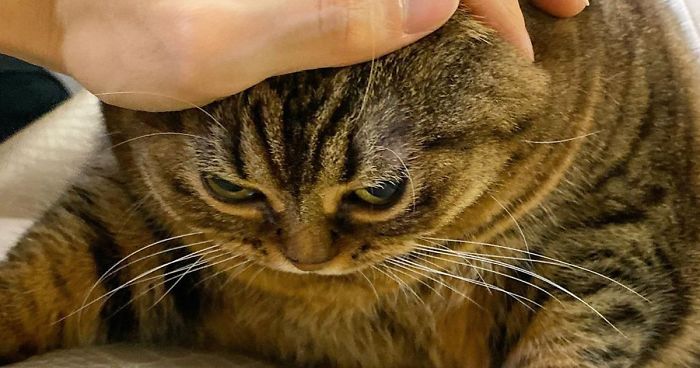 This Chunky Cat Named Manggo Will Steal Your Heart With Her Hilarious Expressions