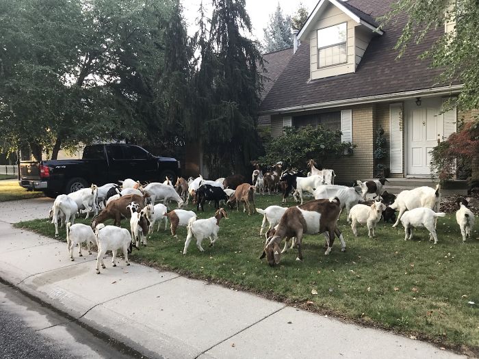 100 "Goats For Rent" Terrorize A Peaceful Neighborhood 100 "Goats For Rent" Terrorize A Peaceful Neighborhood