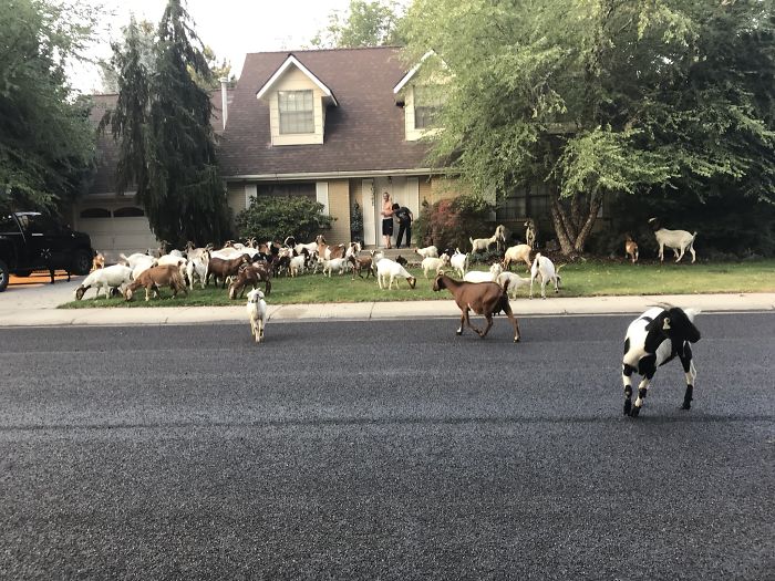 100 "Goats For Rent" Terrorize A Peaceful Neighborhood