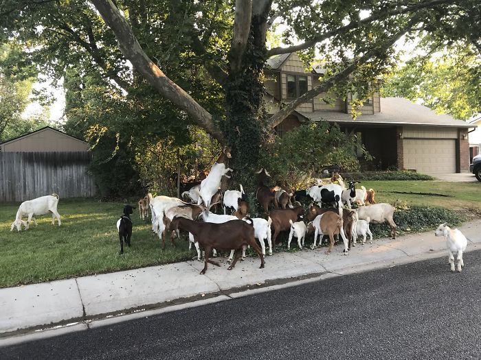 100 "Goats For Rent" Terrorize A Peaceful Neighborhood 100 "Goats For Rent" Terrorize A Peaceful Neighborhood