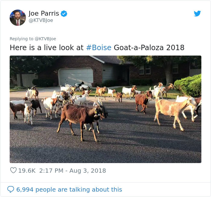 100 "Goats For Rent" Terrorize A Peaceful Neighborhood
