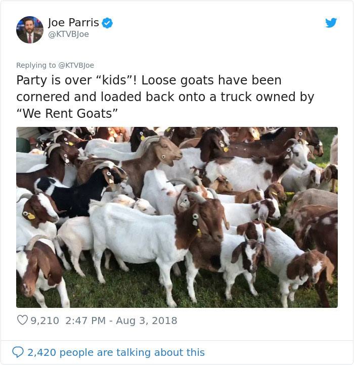 100 "Goats For Rent" Terrorize A Peaceful Neighborhood 100 "Goats For Rent" Terrorize A Peaceful Neighborhood