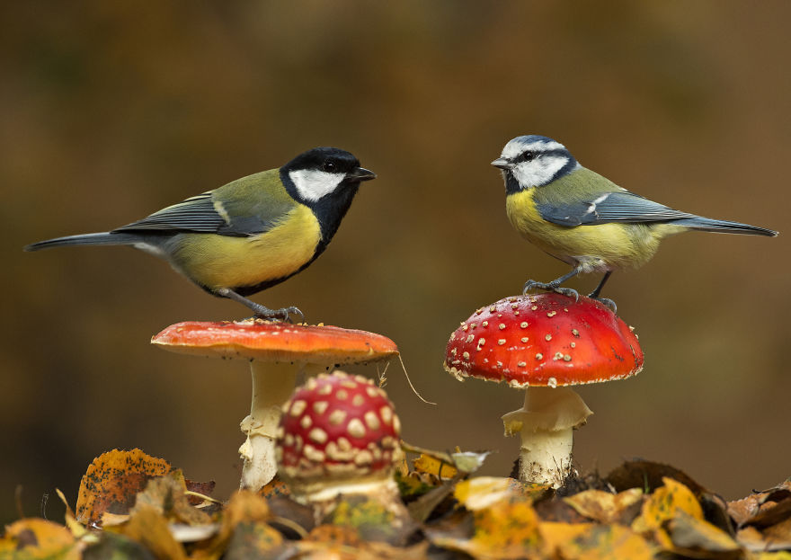 I Spent 35 Days Trying To Capture The Captivating Kingfisher (27 Pics) I Spent 35 Days Trying To Capture The Captivating Kingfisher (27 Pics)