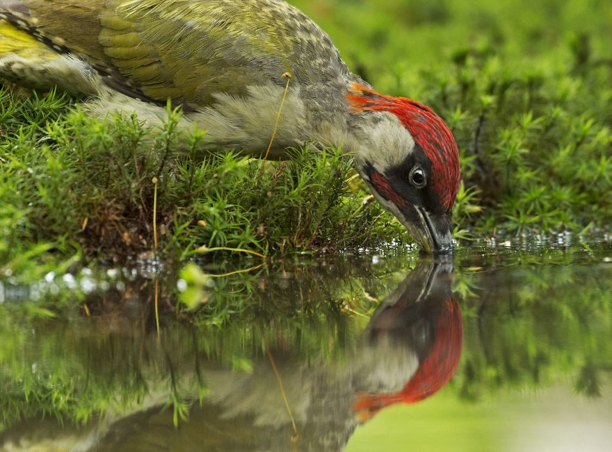 I Spent 35 Days Trying To Capture The Captivating Kingfisher (27 Pics) I Spent 35 Days Trying To Capture The Captivating Kingfisher (27 Pics)