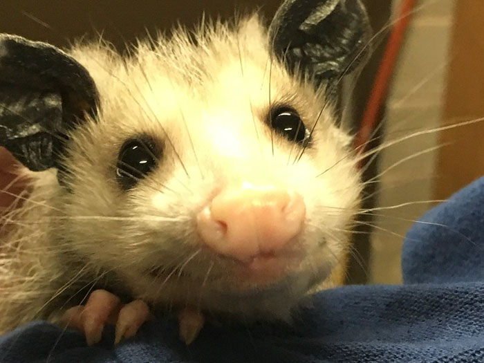 Woman Lets An Elderly Possum Stay In Her Garage, Her Nephew Posts Pic Online And It Goes Viral Woman Lets An Elderly Possum Stay In Her Garage, Her Nephew Posts Pic Online And It Goes Viral