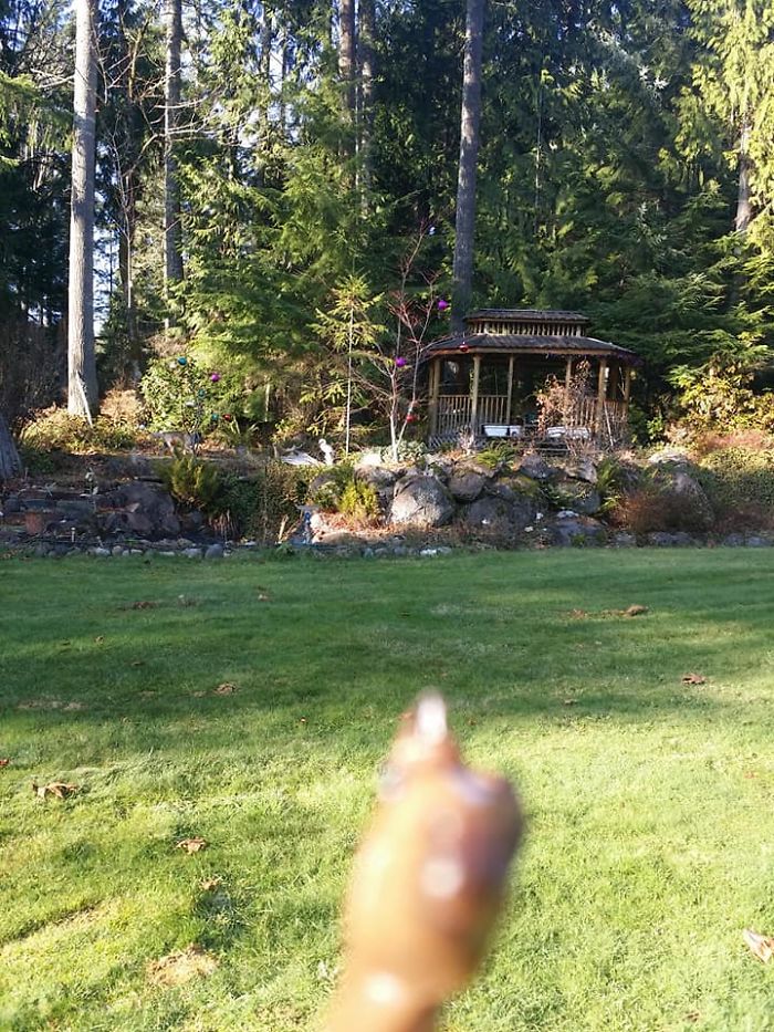 Girl Glues This Horse To Her Phone Case Expecting It To Be Easier To Grab, It Ends Up Photobombing Every Pic