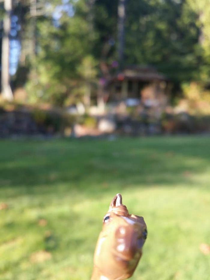 Girl Glues This Horse To Her Phone Case Expecting It To Be Easier To Grab, It Ends Up Photobombing Every Pic