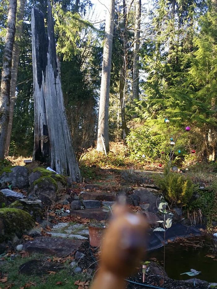 Girl Glues This Horse To Her Phone Case Expecting It To Be Easier To Grab, It Ends Up Photobombing Every Pic