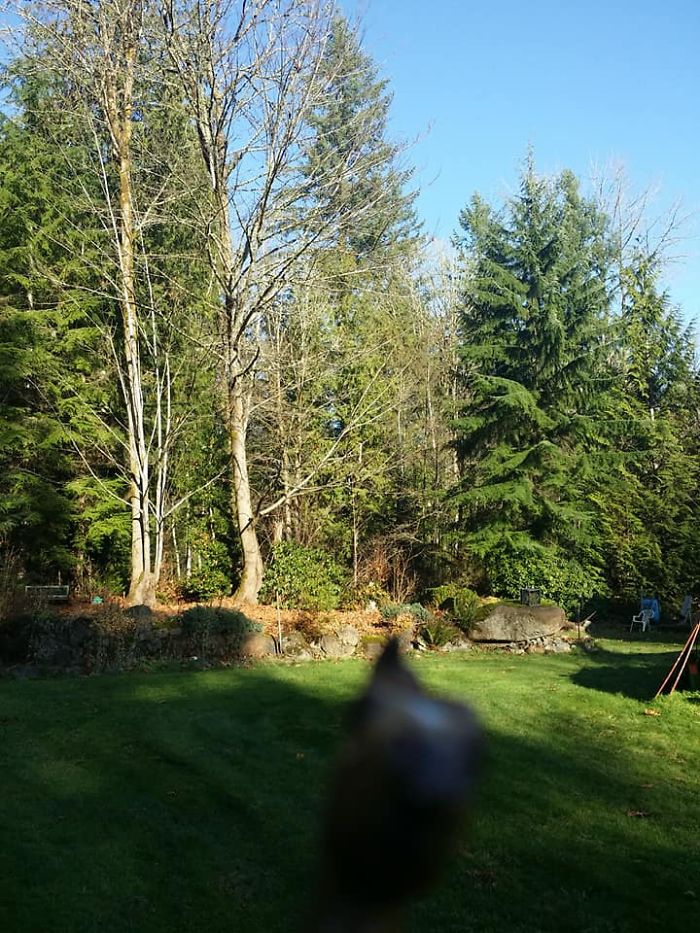 Girl Glues This Horse To Her Phone Case Expecting It To Be Easier To Grab, It Ends Up Photobombing Every Pic