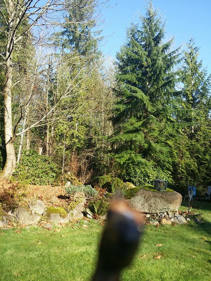 Girl Glues This Horse To Her Phone Case Expecting It To Be Easier To Grab, It Ends Up Photobombing Every Pic