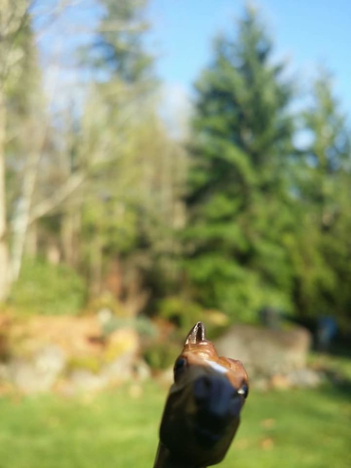 Girl Glues This Horse To Her Phone Case Expecting It To Be Easier To Grab, It Ends Up Photobombing Every Pic