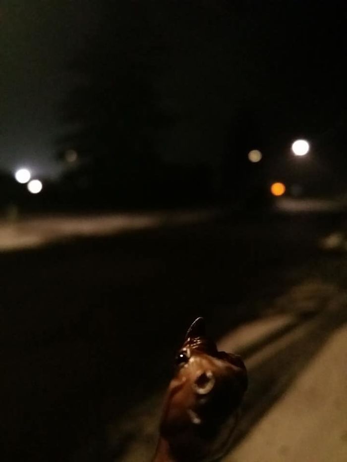 Girl Glues This Horse To Her Phone Case Expecting It To Be Easier To Grab, It Ends Up Photobombing Every Pic