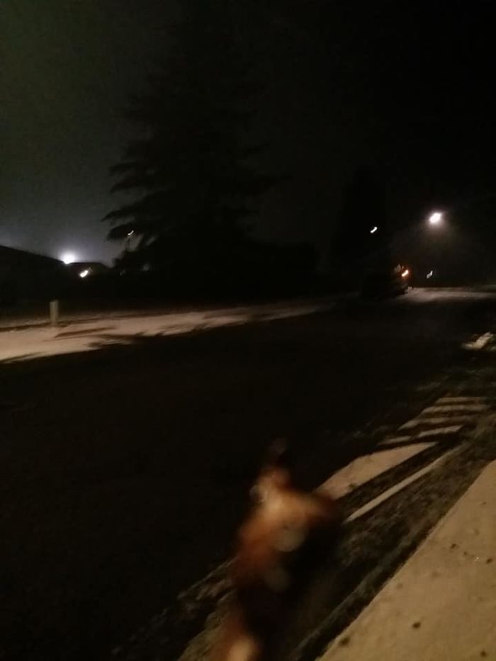 Girl Glues This Horse To Her Phone Case Expecting It To Be Easier To Grab, It Ends Up Photobombing Every Pic