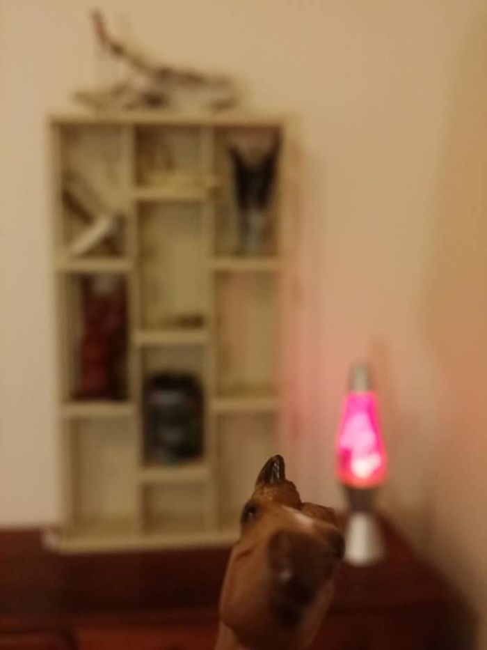 Girl Glues This Horse To Her Phone Case Expecting It To Be Easier To Grab, It Ends Up Photobombing Every Pic