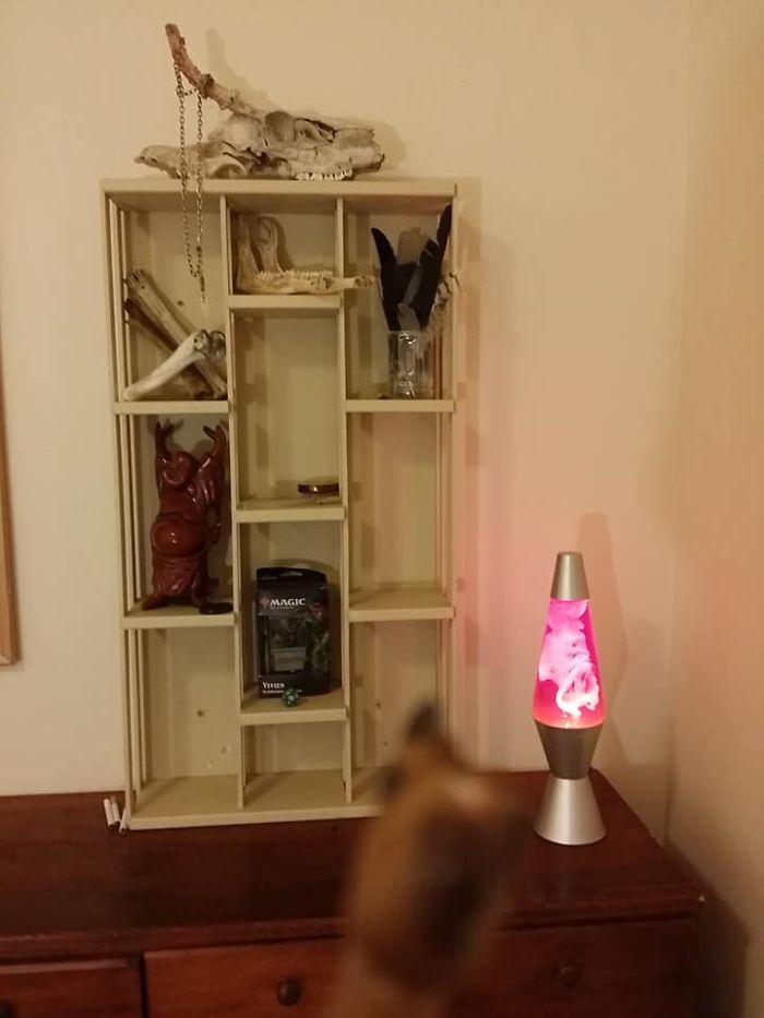 Girl Glues This Horse To Her Phone Case Expecting It To Be Easier To Grab, It Ends Up Photobombing Every Pic