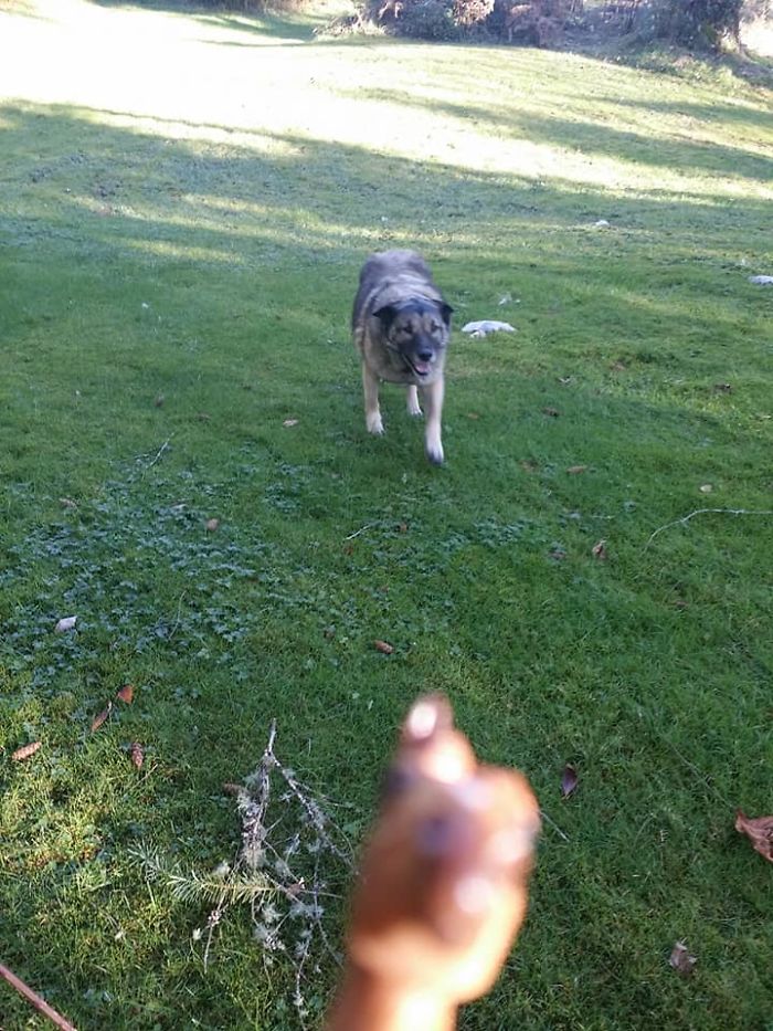 Girl Glues This Horse To Her Phone Case Expecting It To Be Easier To Grab, It Ends Up Photobombing Every Pic
