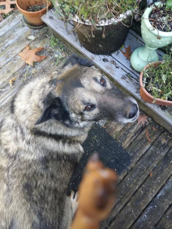 Girl Glues This Horse To Her Phone Case Expecting It To Be Easier To Grab, It Ends Up Photobombing Every Pic