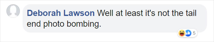 Girl Glues This Horse To Her Phone Case Expecting It To Be Easier To Grab, It Ends Up Photobombing Every Pic