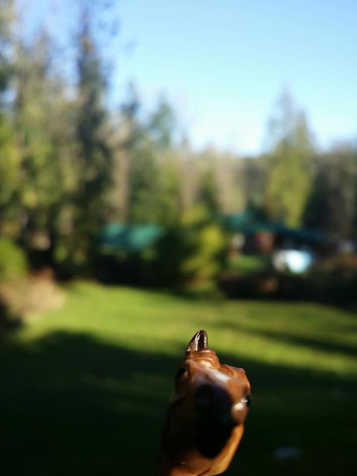 Girl Glues This Horse To Her Phone Case Expecting It To Be Easier To Grab, It Ends Up Photobombing Every Pic