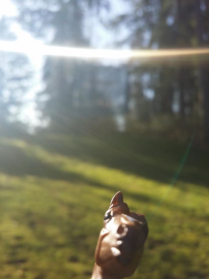 Girl Glues This Horse To Her Phone Case Expecting It To Be Easier To Grab, It Ends Up Photobombing Every Pic