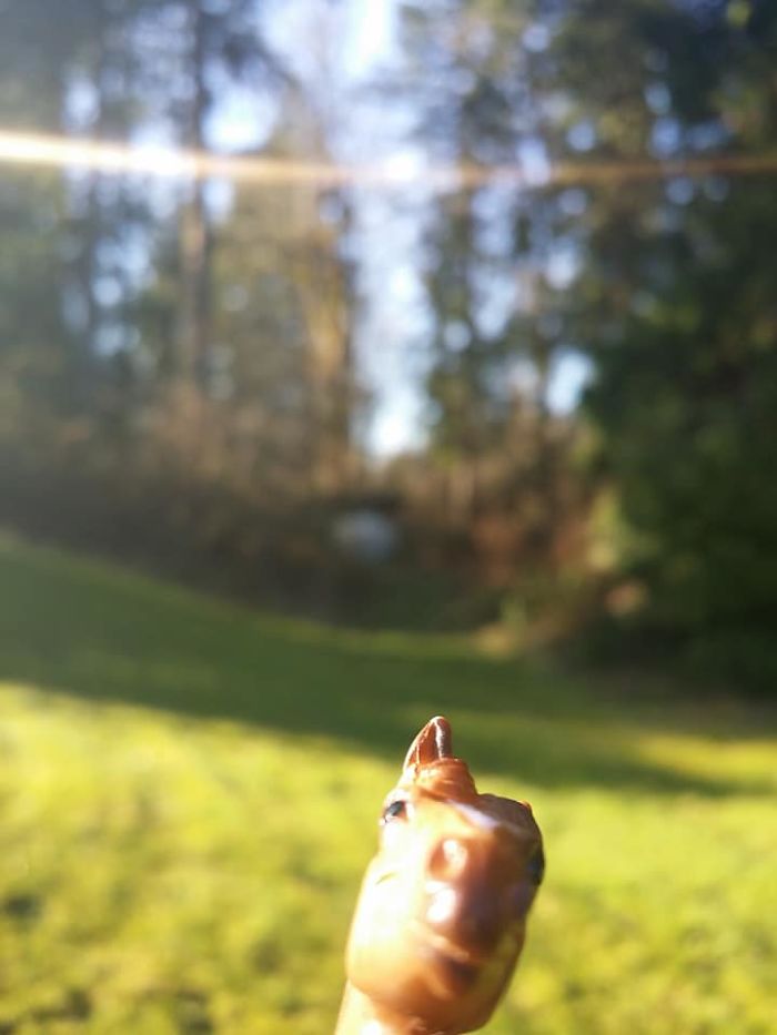 Girl Glues This Horse To Her Phone Case Expecting It To Be Easier To Grab, It Ends Up Photobombing Every Pic