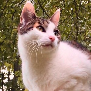 purplebusinesscat avatar