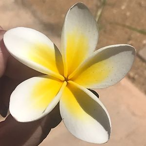 zahndrevanderwesthuizen avatar