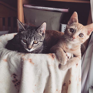 alexandriasolomon avatar