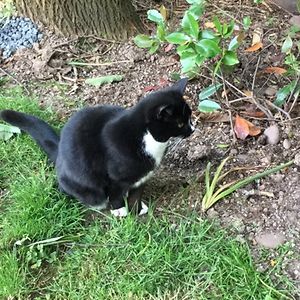 charlotte-louise_troman avatar