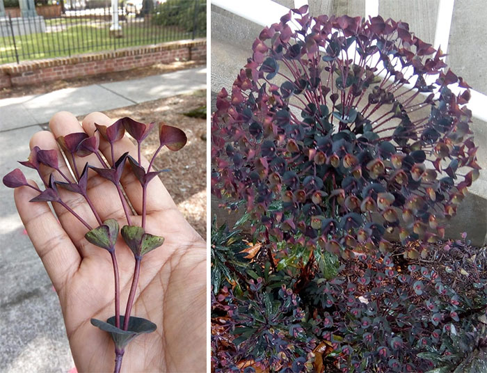 This Plant That Has Exactly Two Branches At Each Node