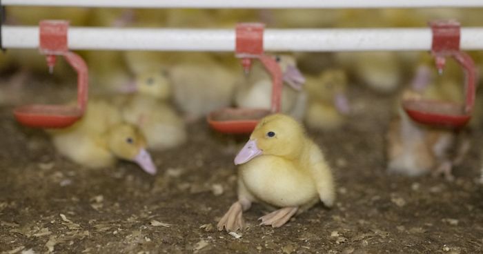 Andrew Skowron Exposes The Everyday Reality Of Farm Animals And It Might Turn You Into A Vegetarian (30 Pics)