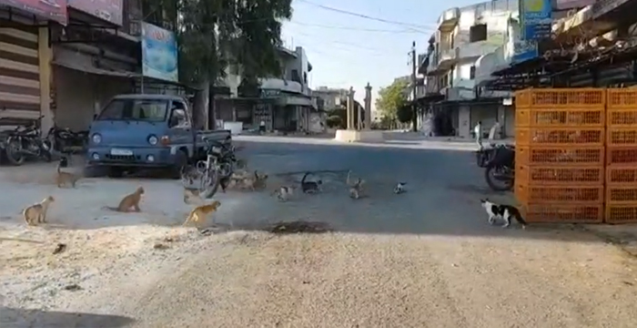 This Town Has More Cats Than People This Town Has More Cats Than People