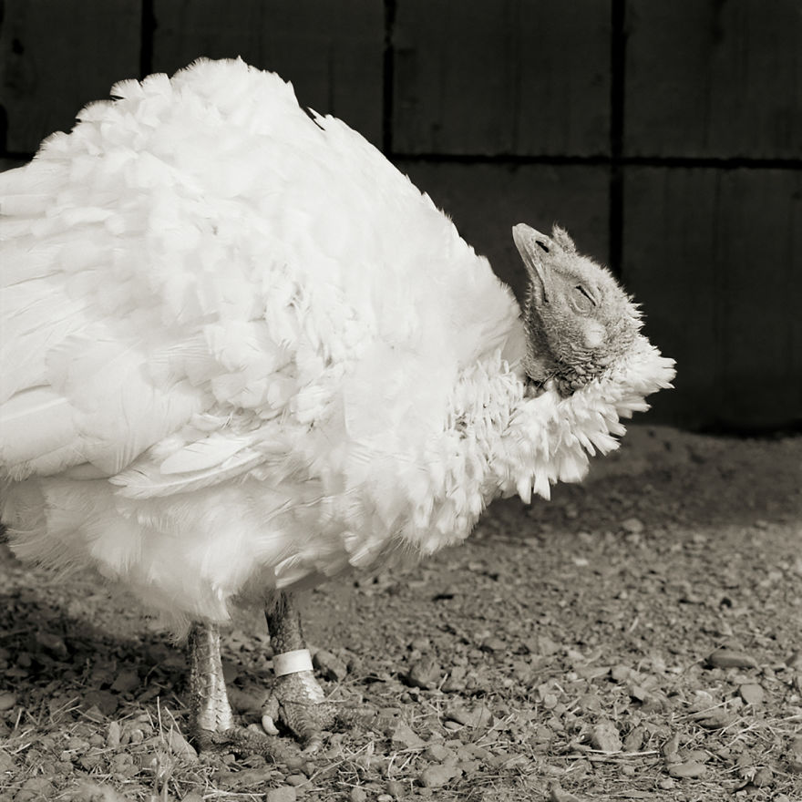 Ash, Domestic White Turkey, Age 8