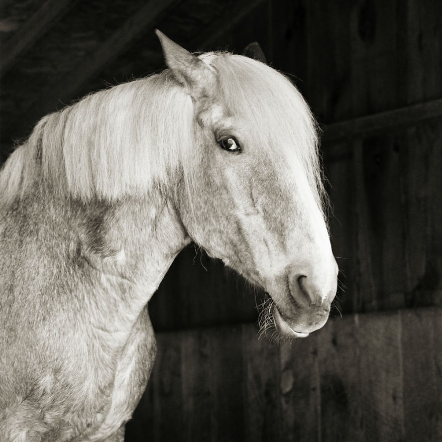 Mariclare, Draft Crossbreed, Age 27