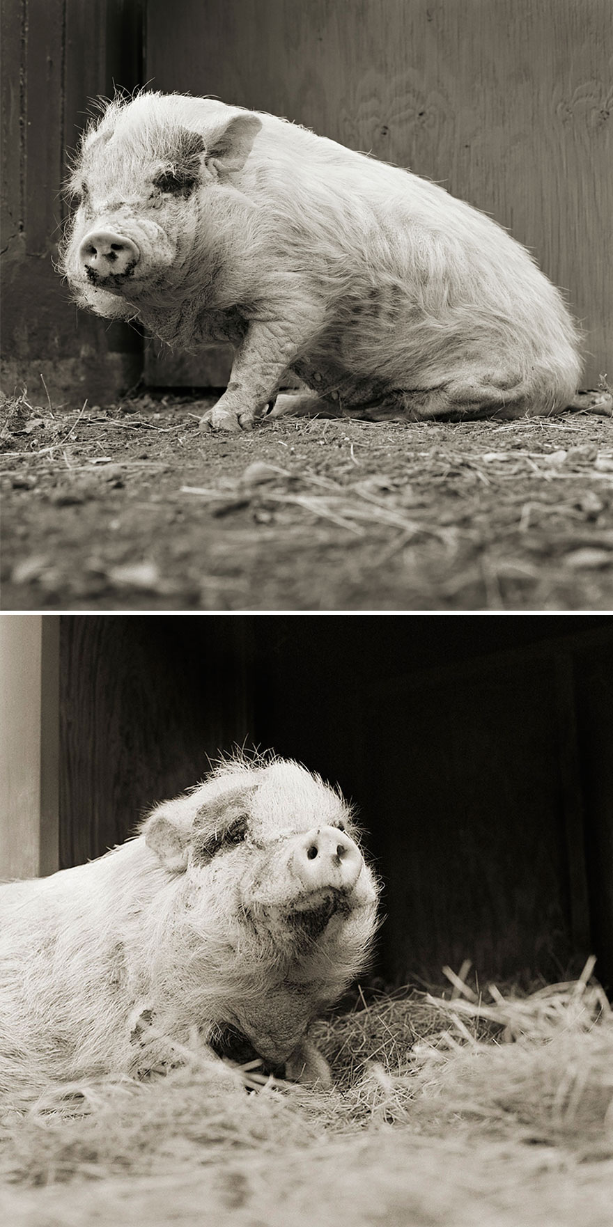 Violet, Potbellied Pig, Age 12