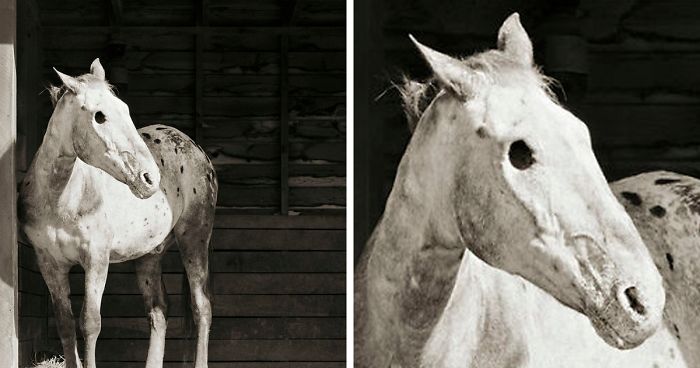 “Allowed To Grow Old:” Photographer Captures Rescue Animals Who Escaped Slaughterhouses Or Farms (15 Pics)